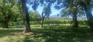 1000007600.1691174339476 300x135