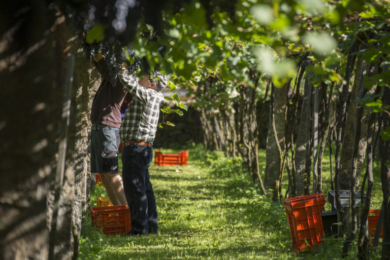 1591733365 vini bettoni 3 1 768x513