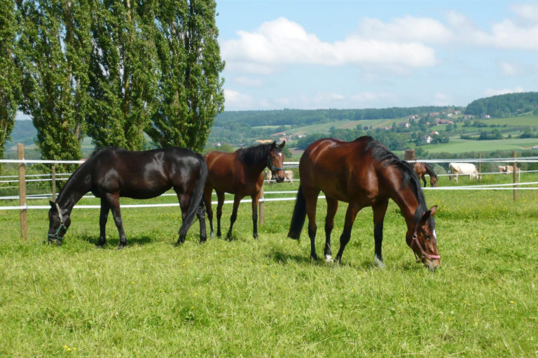 weide P1020019 e1510404798413 768x512