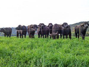 481084170.1665420867997 300x226