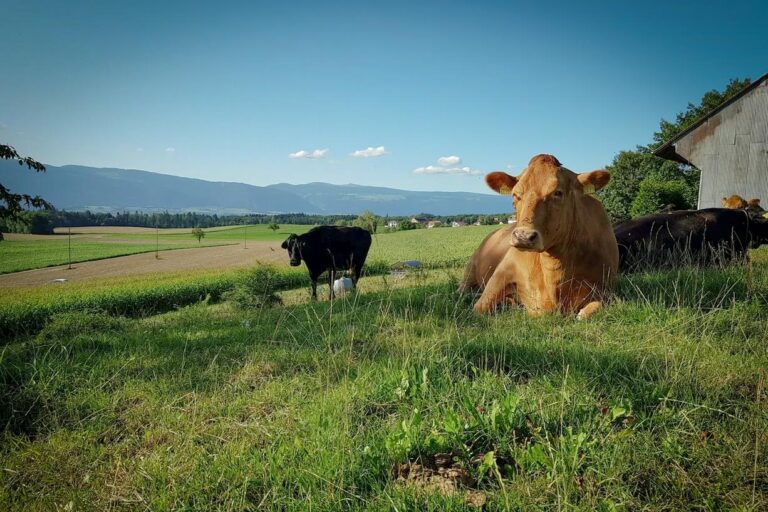 Chevalley Pittet vue 768x512