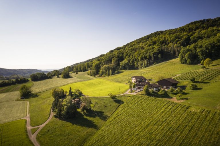 Weingut Berghof1 768x512