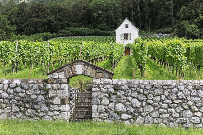 Weingut Steinersteg rebberg 768x512