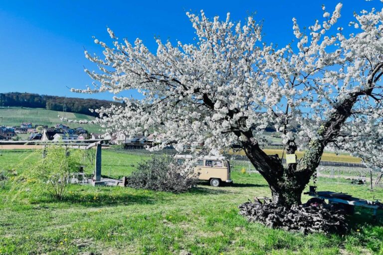 DomainePassion 02 768x512