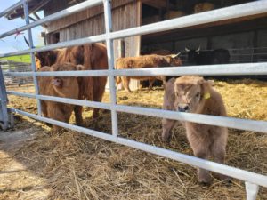 883812671.1713082228569 300x225